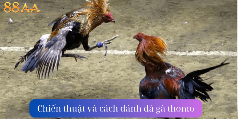 Chiến thuật và cách đánh đá gà thomo