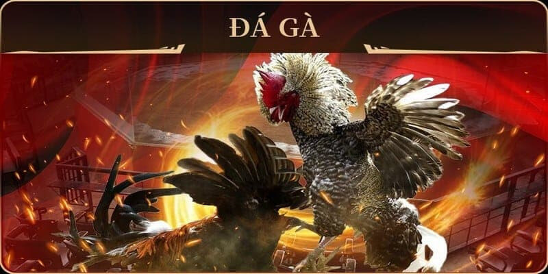 Đá gà 88AA được nhiều anh em lựa chọn bởi nhiều ưu điểm cực nổi bật