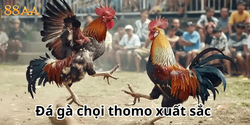 Đá gà chọi thomo xuất sắc