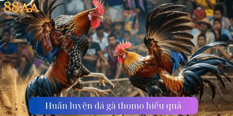 Huấn luyện đá gà thomo hiểu quả