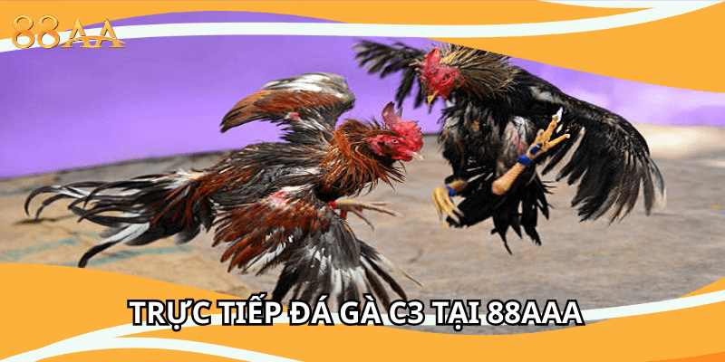 Trực tiếp đá gà C3 Tại 88aaa