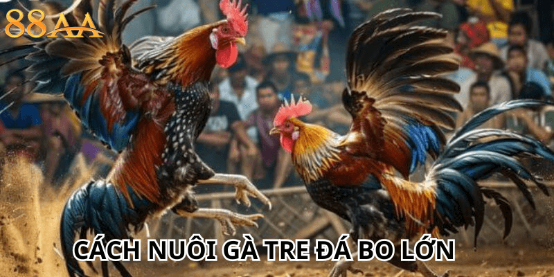 Cách nuôi gà tre đá bo lớn