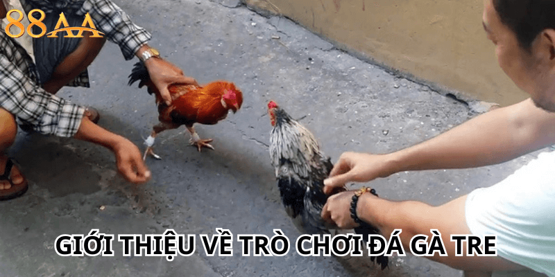 Giới thiệu về trò chơi đá gà tre